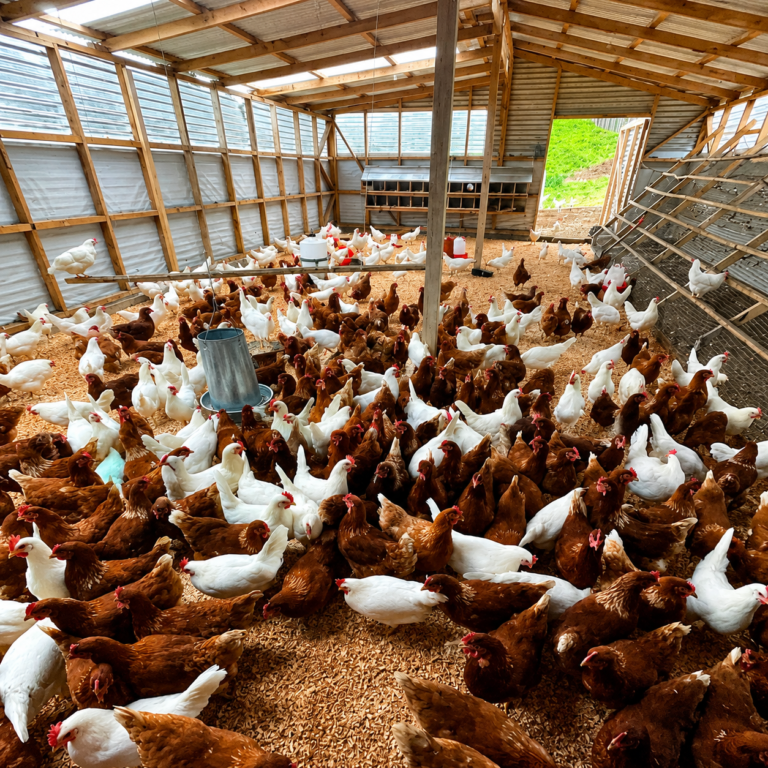 Interior del gallinero de Huevos Cotoco con gallinas ponedoras de campo